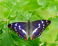 Purple Emperor Apatura iris
