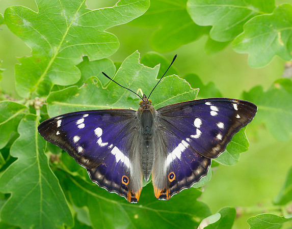 Purple Emperor Apatura iris