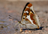 Purple Emperor Aptura iris