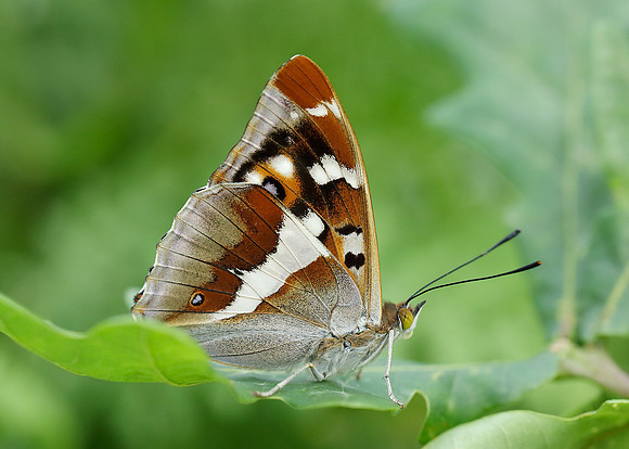 Purple Emperor Aptura iris
