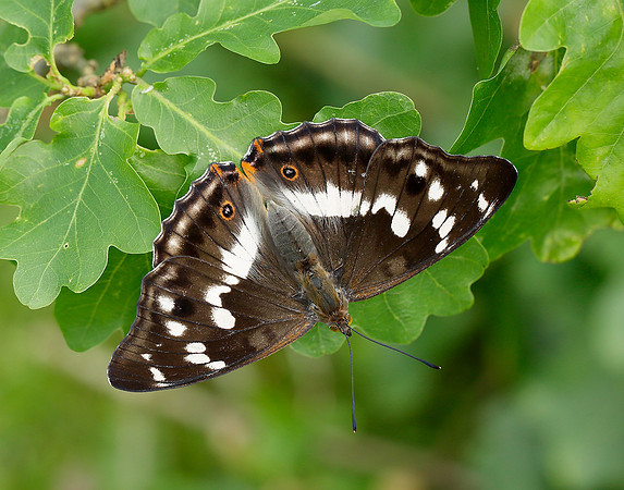 Purple Emperor Apatura iris