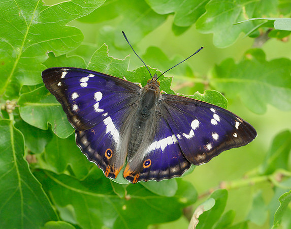Purple Emperor Apatura iris