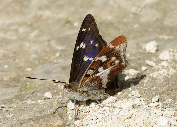 Purple Emperor Aptura iris