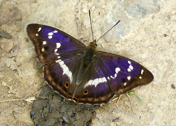 Purple Emperor Aptura iris