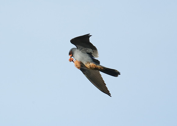 Red-footed Falcon Falco vespertinus