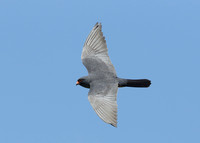 Red-footed Falcon Falco vespertinus