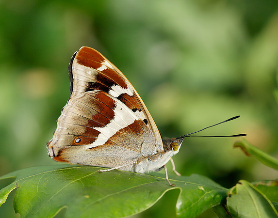 Purple Emperor Apatura iris