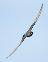 Red-footed Falcon Falco vespertinus