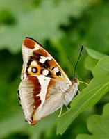 Purple Emperor Apatura iris