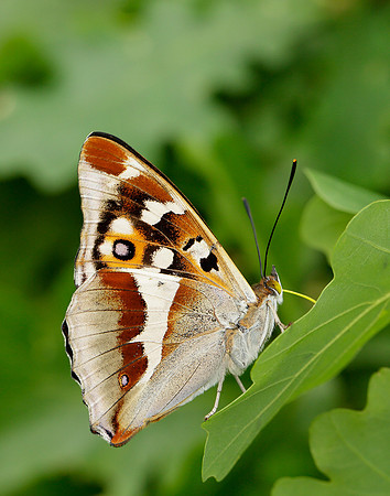 Purple Emperor Apatura iris