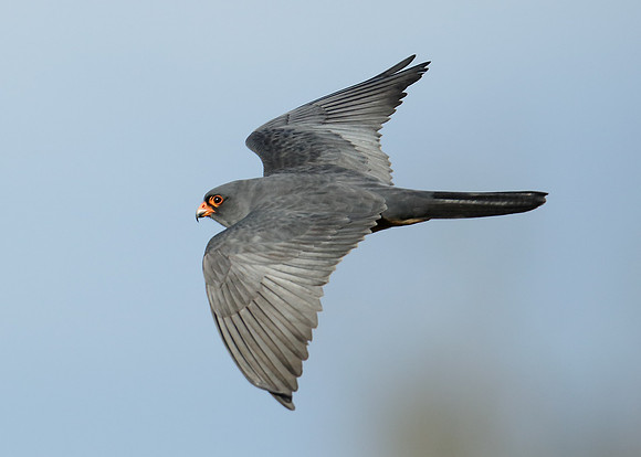 Red-footed Falcon Falco vespertinus