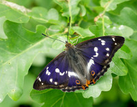 Purple Emperor Apatura iris