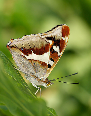 Purple Emperor Apatura iris