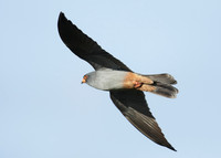 Red-footed Falcon Falco vespertinus