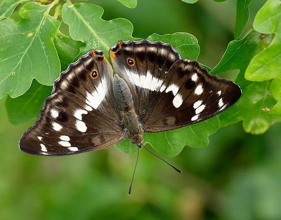Purple Emperor Apatura iris