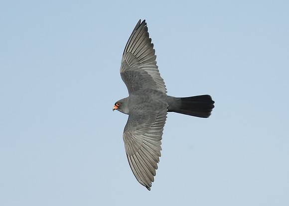 Red-footed Falcon Falco vespertinus