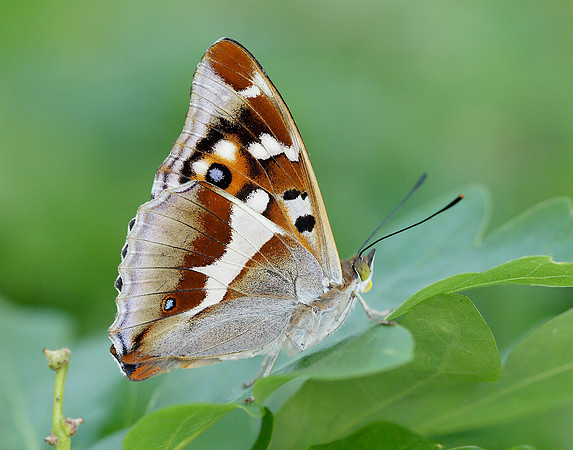 Purple Emperor Apatura iris