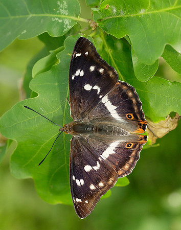 Purple Emperor Apatura iris