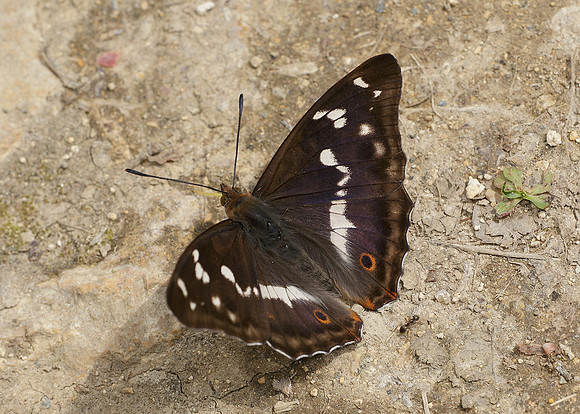 Purple Emperor Aptura iris