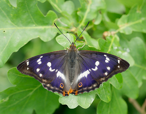 Purple Emperor Apatura iris