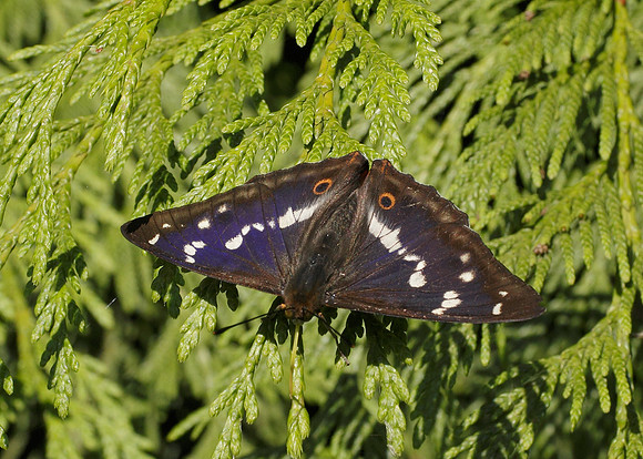 Purple Emperor Aptura iris