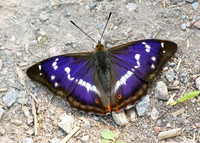 Purple Emperor Aptura iris