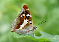 Purple Emperor Aptura iris