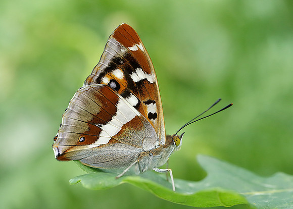 Purple Emperor Aptura iris