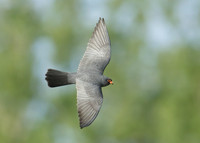 Red-footed Falcon Falco vespertinus