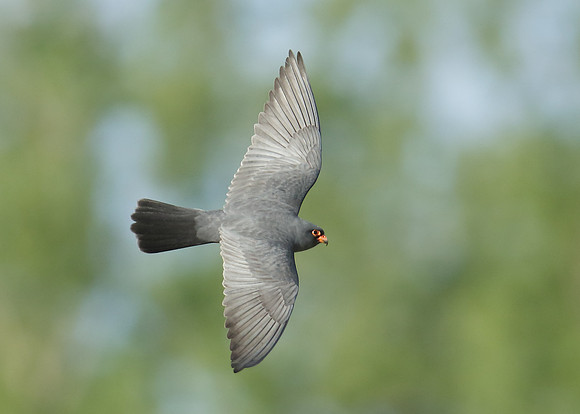 Red-footed Falcon Falco vespertinus