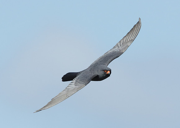 Red-footed Falcon Falco vespertinus