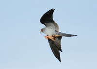 Red-footed Falcon Falco vespertinus