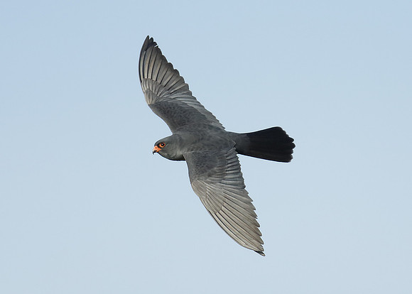 Red-footed Falcon Falco vespertinus