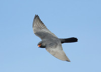 Red-footed Falcon Falco vespertinus