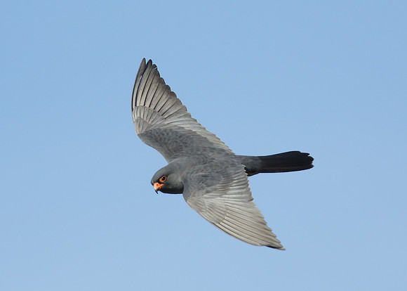 Red-footed Falcon Falco vespertinus