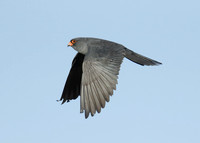 Red-footed Falcon Falco vespertinus