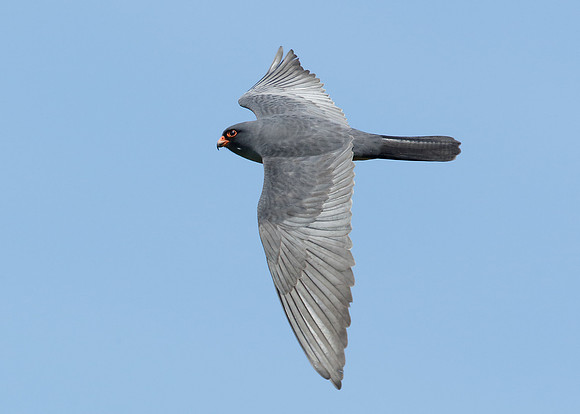 Red-footed Falcon Falco vespertinus