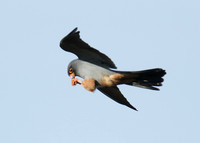 Red-footed Falcon Falco vespertinus