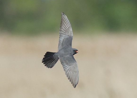 Red-footed Falcon Falco vespertinus