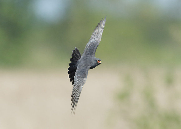 Red-footed Falcon Falco vespertinus
