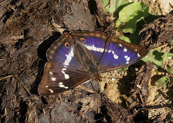 Purple Emperor Aptura iris
