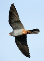 Red-footed Falcon Falco vespertinus