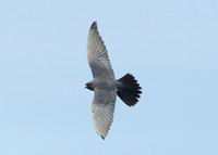 Red-footed Falcon Falco vespertinus