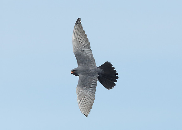 Red-footed Falcon Falco vespertinus