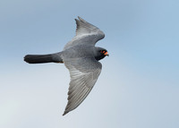 Red-footed Falcon Falco vespertinus
