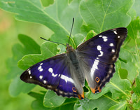 Nymphalidae Vanessids