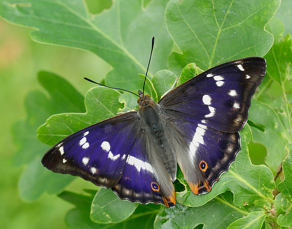 Purple Emperor Apatura iris