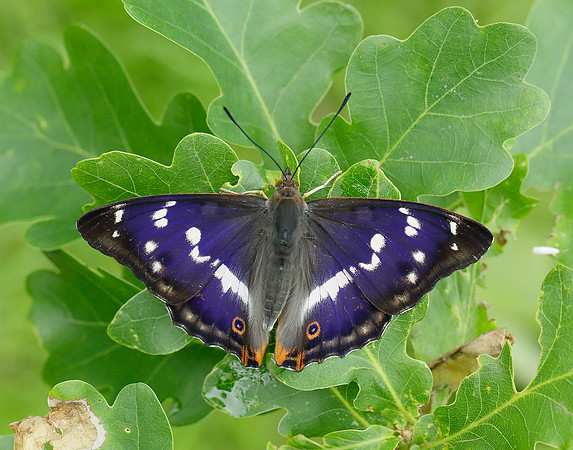 Purple Emperor Apatura iris