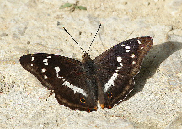 Purple Emperor Aptura iris