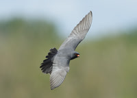 Red-footed Falcon Lakenheath May 2013